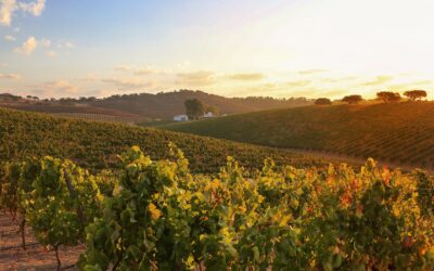 Gennem Portugals bedste vinregioner